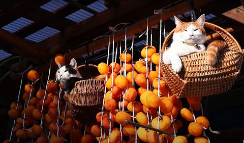 籠の中にいる猫斜め下から