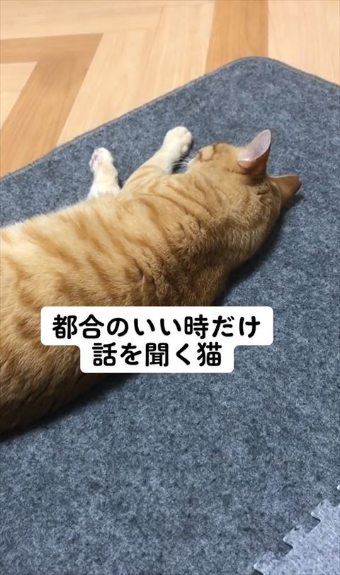 寝てる猫後ろ姿