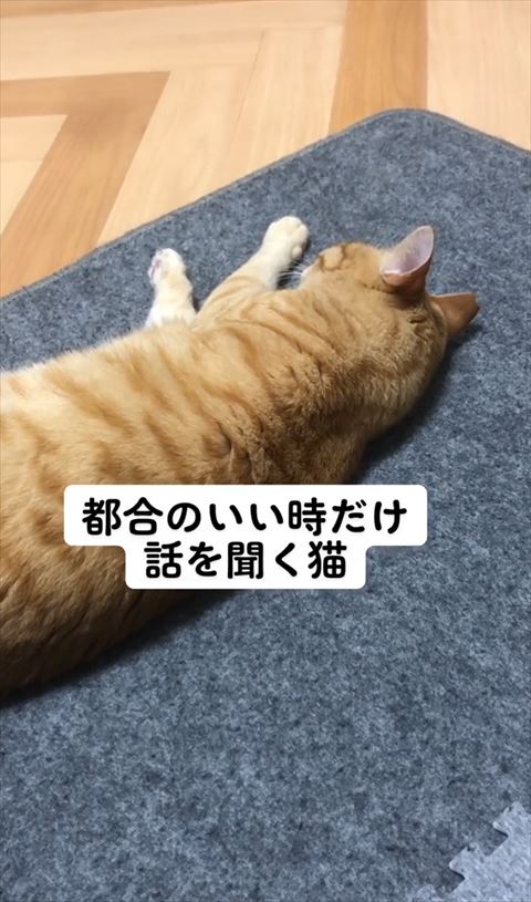 寝ながら耳をすます猫