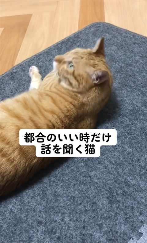 寝てたのに反応する猫ちゃん