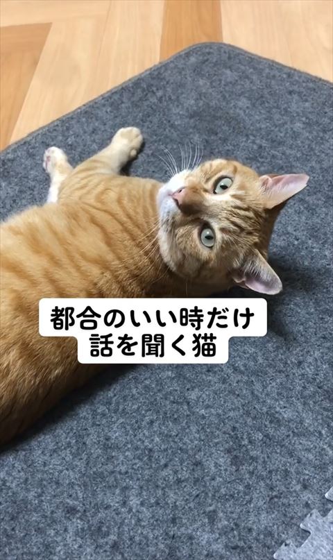 寝ながら振り返る猫ちゃん