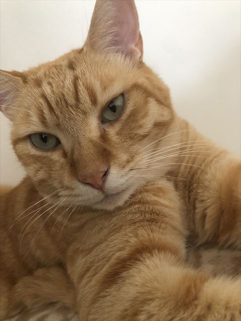 ドアップの茶トラちゃん