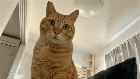 見下ろす猫ちゃん