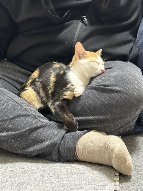 ヒザの上で寝る三毛猫