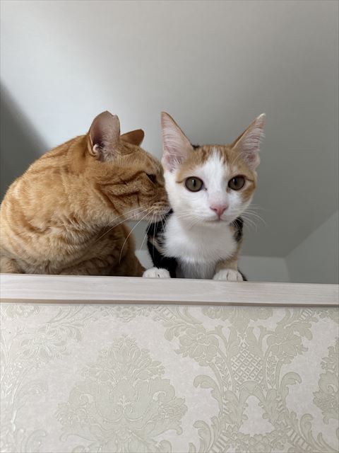 三毛猫の首元にキスする茶トラ猫