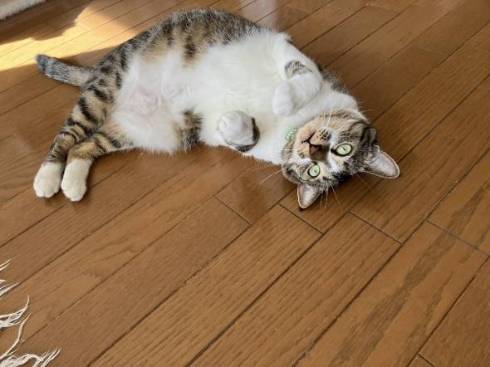 猫が寝転ぶ画像