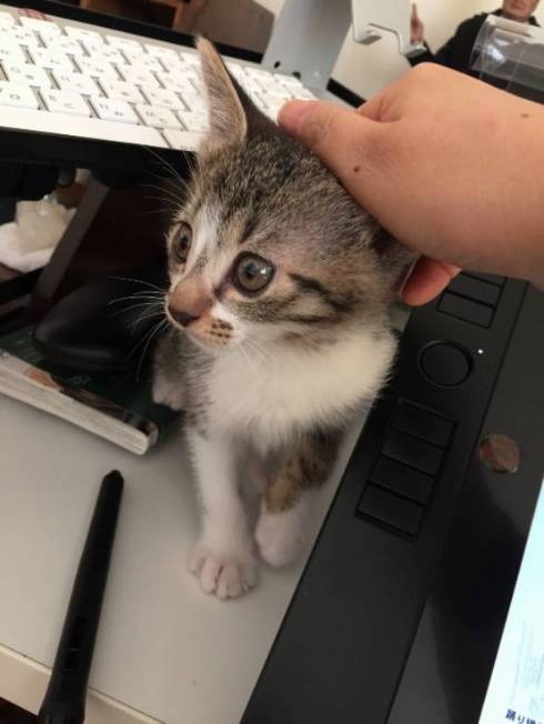小さかった保護子猫