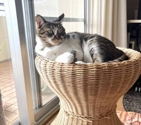 光る毛並みの猫