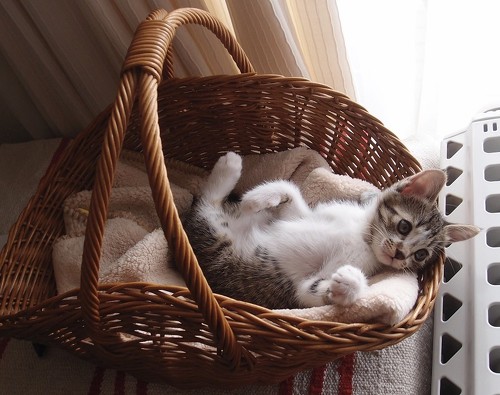 小さかった保護子猫