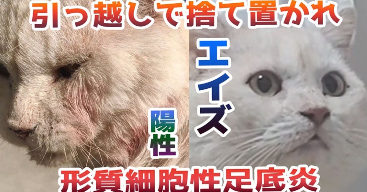 猫エイズに感染したボロボロの捨て猫を保護、一度は手放すことを考えたが……　献身的に支え、元気に暮らす姿に感動の声続々 | ねとらぼ