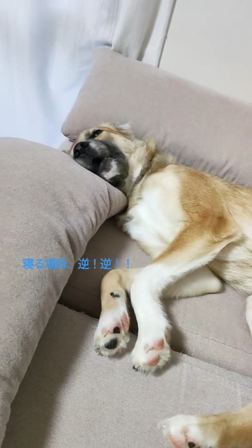 寝ているワンコ