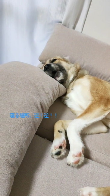 気持ちよさそうに寝ているワンコ