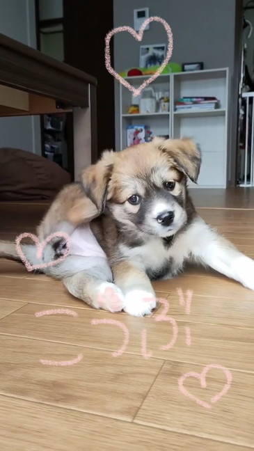 お迎えしたばかりの犬