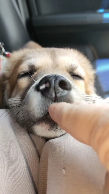 鼻こしょこしょワンコ