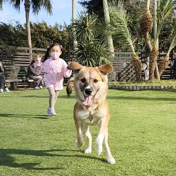 ドッグランデビューの犬