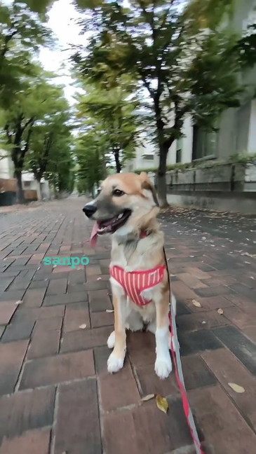 散歩中のワンコ