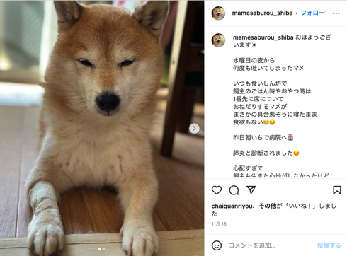 「ナンバMG5」「やんごとなき一族」「駐在刑事」豆三郎くん逝去