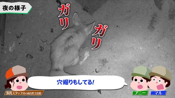 フェネックテロップ