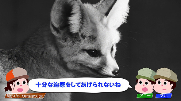 フェネック十分な治療