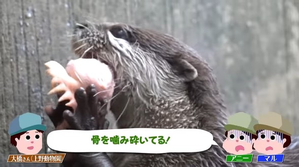 カワウソテロップ