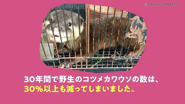 カワウソ減少してしまいました