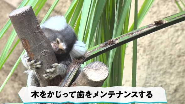 マーモセットテロップ