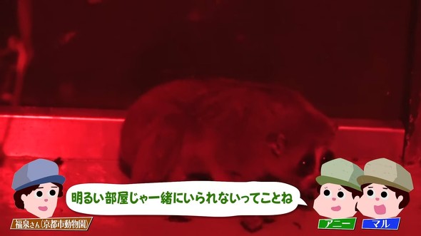 スローロリステロップ