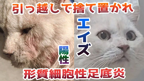 肉球がボロボロでエイズに感染した猫を保護