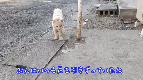 肉球がボロボロでエイズに感染した猫を保護