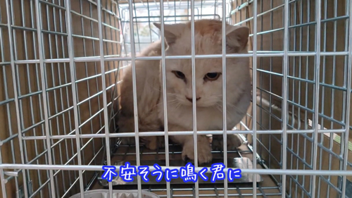 肉球がボロボロでエイズに感染した猫を保護