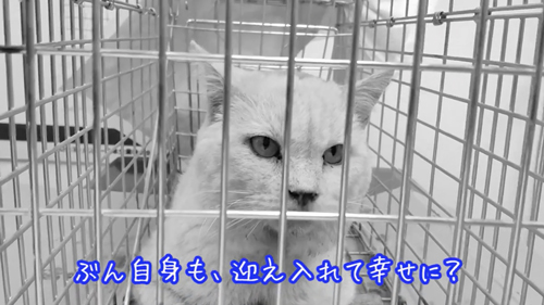 肉球がボロボロでエイズに感染した猫を保護