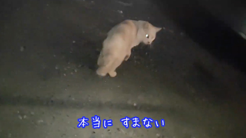 肉球がボロボロでエイズに感染した猫を保護