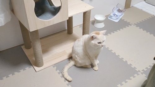 肉球がボロボロでエイズに感染した猫を保護