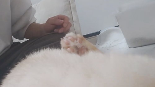 肉球がボロボロでエイズに感染した猫を保護