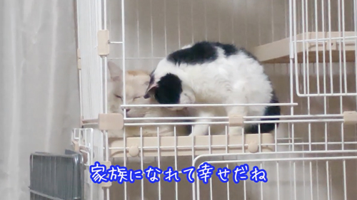 肉球がボロボロでエイズに感染した猫を保護