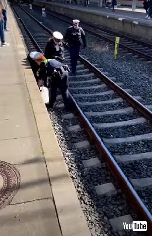 線路に侵入したコガモ