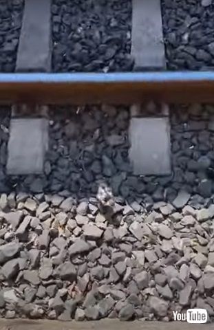 最後に保護された子ガモ