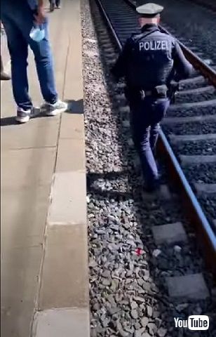 逃走する子ガモ