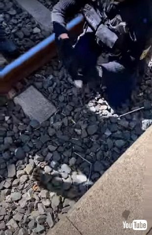 最後に保護された子ガモ