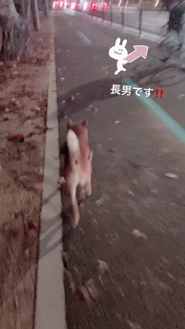 柴犬