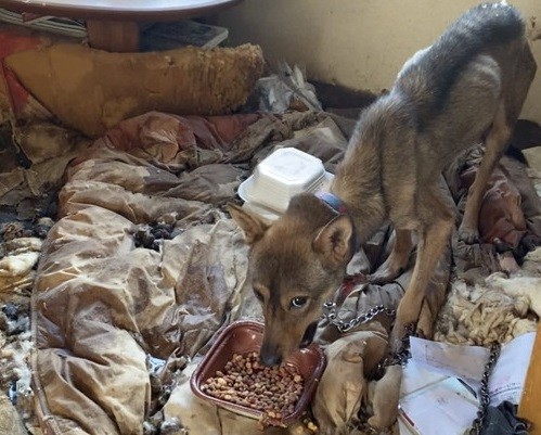 取り残されていた犬