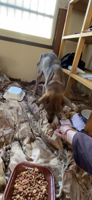 ご飯を食べる犬