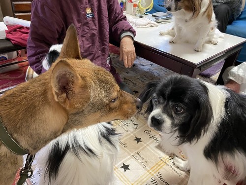 犬のごあいさつ