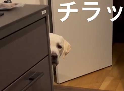 おもちゃを取りたいワンコ