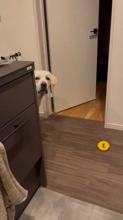 おもちゃを取りたいワンコ