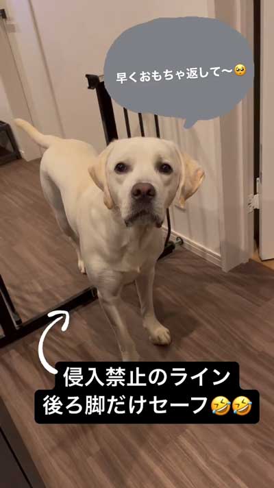 おもちゃを取りたいワンコ