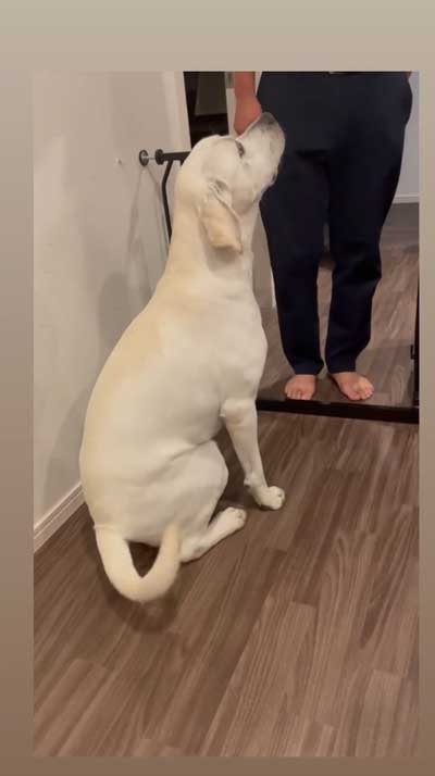 おもちゃを取りたいワンコ