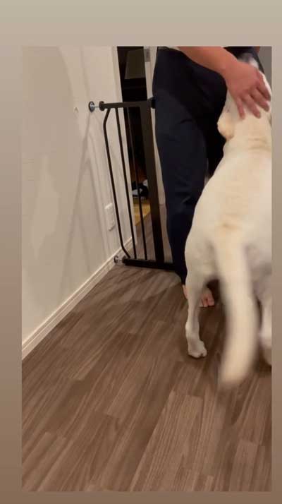 おもちゃを取りたいワンコ