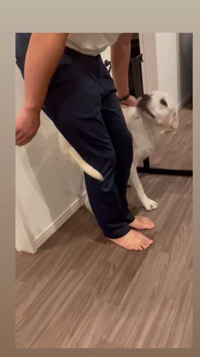 おもちゃを取りたいワンコ