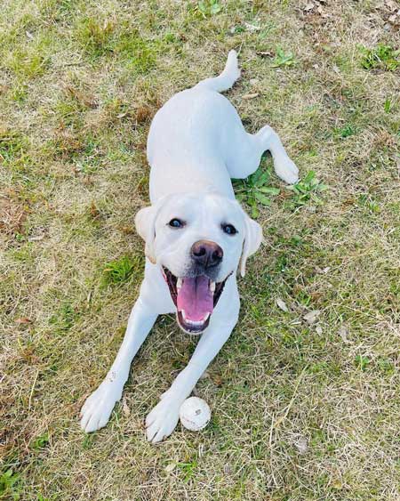 おもちゃを取りたいワンコ